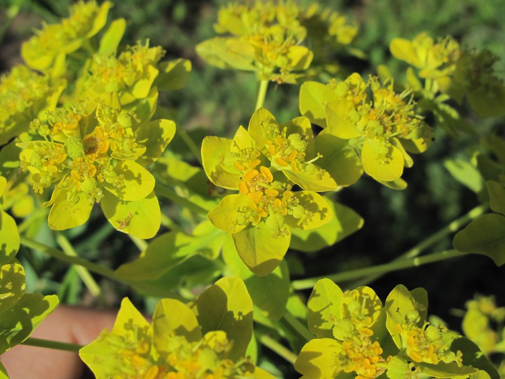 Euphorbia palustris